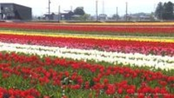 200万本のチューリップが満開！　にゅうぜんフラワーロード