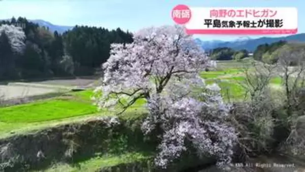 【気象予報士解説】南砺市のエドヒガンザクラ「向野の桜」　あすは雨と風に注意を