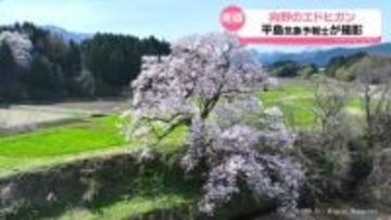 【気象予報士解説】南砺市のエドヒガンザクラ「向野の桜」　あすは雨と風に注意を