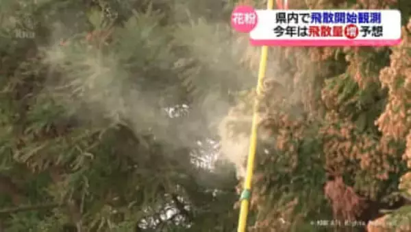 県内でスギ花粉飛散開始を観測　今年は飛散量増える予想　富山