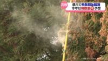 県内でスギ花粉飛散開始を観測　今年は飛散量増える予想　富山