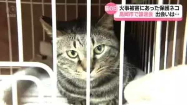 きのう「猫の日」　火事被害にあった保護ネコ　高岡市で譲渡会