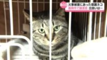きのう「猫の日」　火事被害にあった保護ネコ　高岡市で譲渡会