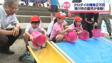 大きくなって！クロダイ稚魚２万匹放流　滑川の園児