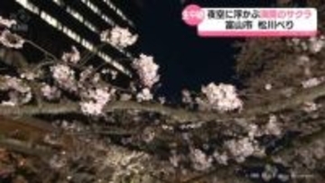 【中継】夜空に浮かぶ満開のサクラ　富山市の松川べり