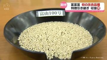 「富富富」の改良品種「富山100号」を発表　特徴引き継ぎ収量増へ