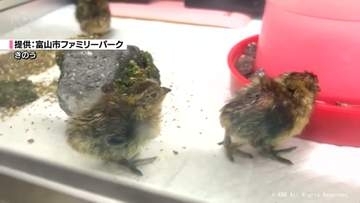 ファミリーパークでライチョウ７羽ふ化