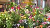 「春の訪れを　チューリップなど花で表す企画展　砺波市」の画像1