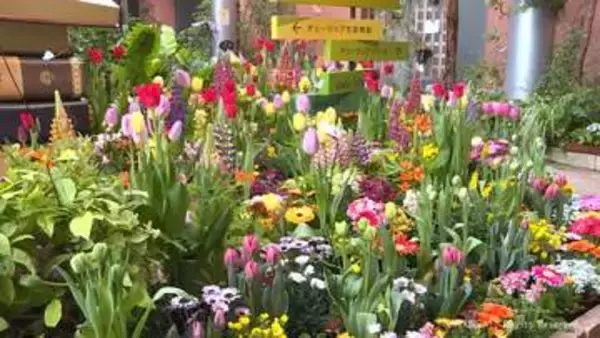 春の訪れを　チューリップなど花で表す企画展　砺波市