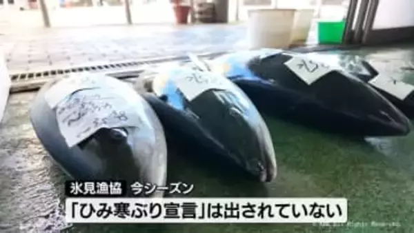 ブリ不漁　立春のきょうまで「ひみ寒ぶり宣言」出されず