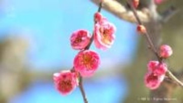 青空に梅花映え　甘い香りは春の兆し　高岡古城公園