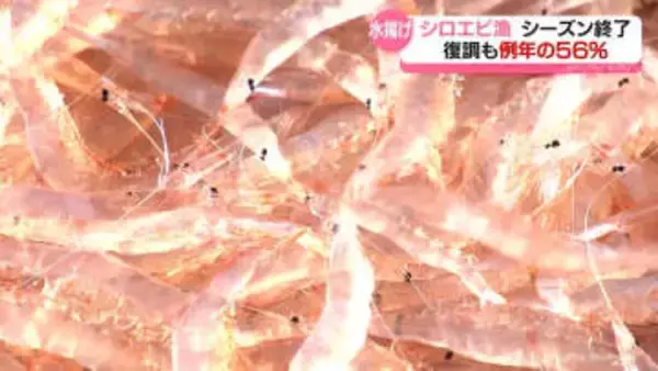 シロエビの水揚げ例年比５６％　今シーズンの漁終了　夏以降に回復傾向ながら地震の影響続く