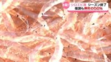 シロエビの水揚げ例年比５６％　今シーズンの漁終了　夏以降に回復傾向ながら地震の影響続く