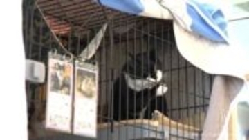 きょうは「猫の日」火事被害を受けた施設のネコ　譲渡会開かれる
