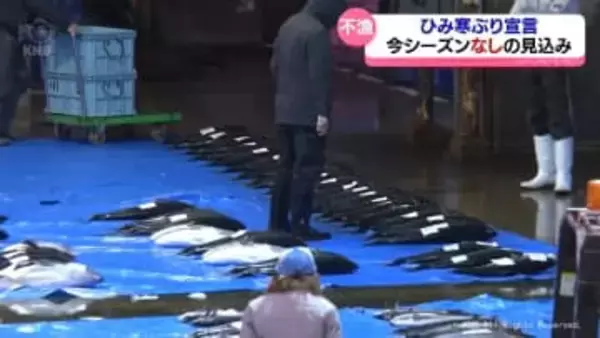 不漁続き…ひみ寒ぶり宣言　今シーズンは出ない見通し