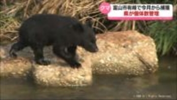 富山市有峰地区でクマ捕獲へ　県が個体数管理　大量出没・人身被害受け