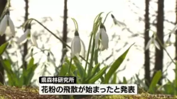 富山県内　スギ花粉の飛散始まる　県森林研究所が発表