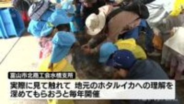「ぷにぷに」水橋漁港でホタルイカの見学会　富山市