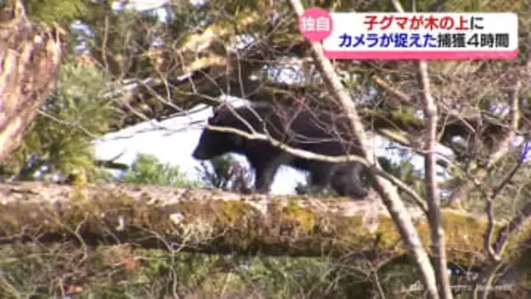 立山町でクマ緊急銃猟　捕獲まで４時間　おととい