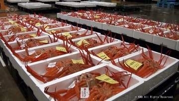 「カニかご漁発祥の地・魚津」富山湾の味覚　ベニズワイガニ水揚げ
