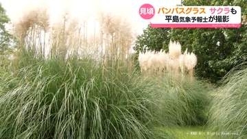 秋告げるパンパスグラスが見頃　二季咲きのサクラも咲く　県中央植物園　大型連休中の台風の影響は？