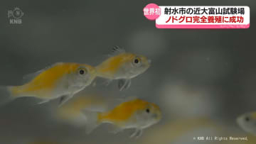 世界初！高級魚「ノドグロ」を完全養殖　射水市・近畿大学水産研究所