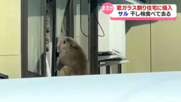 視聴者が撮影　サルが窓ガラス割り住宅に侵入　干し柿食べて去る　富山