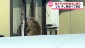 視聴者が撮影　サルが窓ガラス割り住宅に侵入　干し柿食べて去る　富山