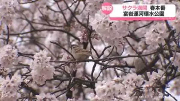 サクラ約２００本がほぼ満開　富岩運河環水公園