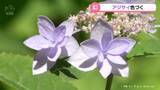 「“幻のアジサイ”　射水市の太閤山ランドで見頃」の画像1