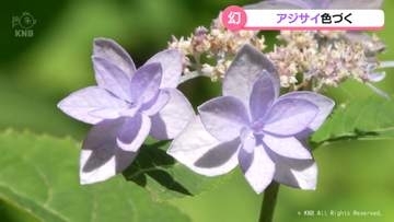 “幻のアジサイ”　射水市の太閤山ランドで見頃