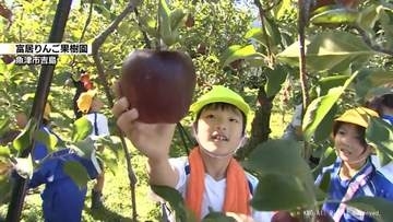 「リンゴとったよ」小学生が収穫体験　魚津市