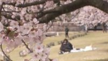 サクラ「満開」　富山地方気象台で観測　富岩運河環水公園もほぼ満開