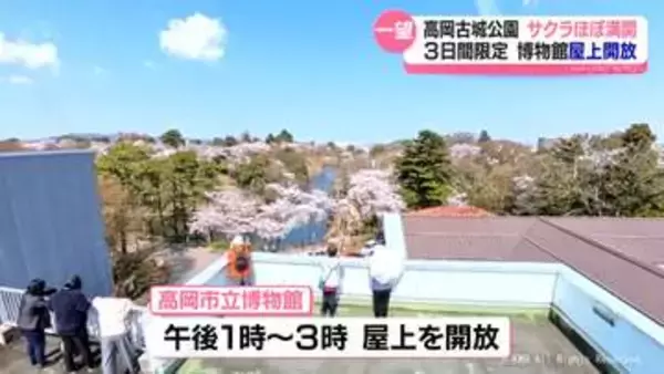 サクラと大仏を一望　高岡市博物館が屋上開放