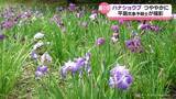 「曇り空の下　ハナショウブつややか　滑川市行田公園」の画像1