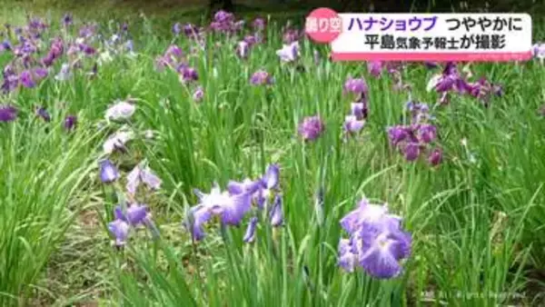 曇り空の下　ハナショウブつややか　滑川市行田公園
