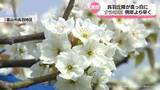 「真っ白いじゅうたんのよう…　ナシの花満開　富山市呉羽地区」の画像1