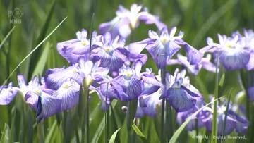 北陸最大級「花しょうぶ祭り」始まる　砺波市県民公園頼成の森