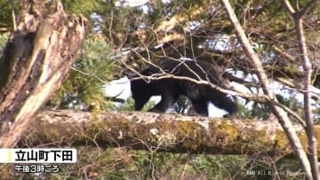 【独自映像】立山町で緊急銃猟　子グマ１頭を捕獲