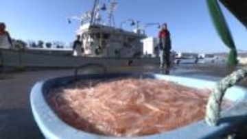 今期最終　富山湾のシロエビ漁　水揚げは例年の約半分に