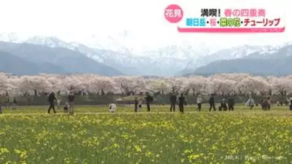 【キャスターリポート】“春の四重奏”舟川べり　多くの人訪れる　朝日町