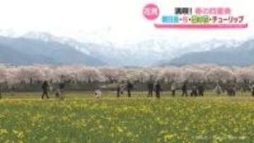 【キャスターリポート】“春の四重奏”舟川べり　多くの人訪れる　朝日町