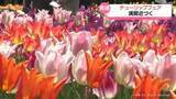 「となみチューリップフェア開花９割　あすは快晴も週明けは雨予報」の画像1