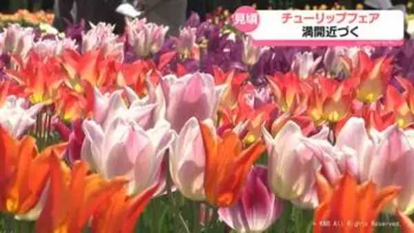 となみチューリップフェア開花９割　あすは快晴も週明けは雨予報