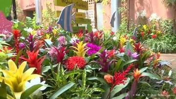 夏がさかりの植物を展示　砺波市で企画展「盛夏の庭」