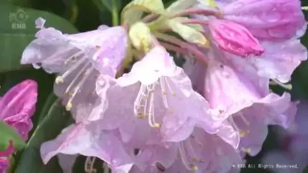 雨に濡れたシャクナゲが美しく　朝日町の寺院　富山県内は各地で青空広がる