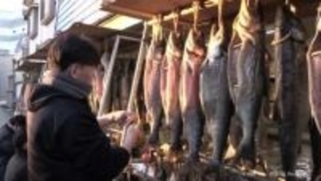 新巻きザケの寒風ざらし始まる　師走を前に富山市の鮮魚店