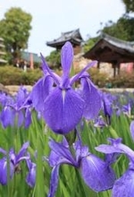 雨上がり、しっとりぬれたカキツバタ　池を染めるよ紫色に　神戸・多聞寺
