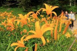 だいだい色の大輪が描き出す、深緑や青空とのコントラスト　六甲高山植物園でニッコウキスゲ見頃