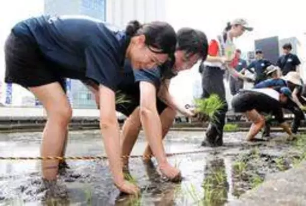 東京・銀座のビル屋上農園、最後の田植え　白鶴酒造支社「今までで一番良いお米を」　